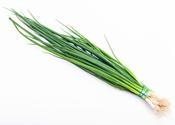 Erba Cipollina