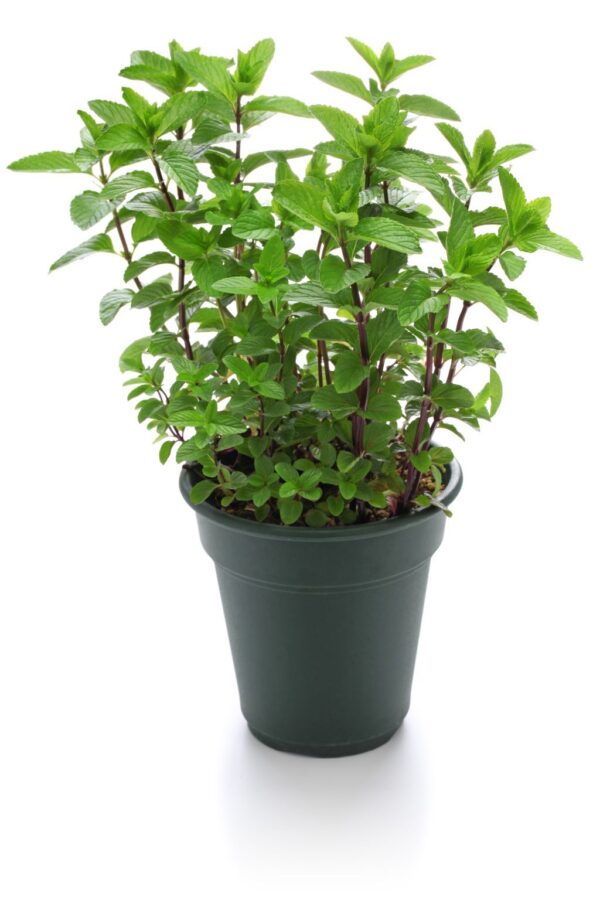 Menta Mojito - "Mentha Spicata"