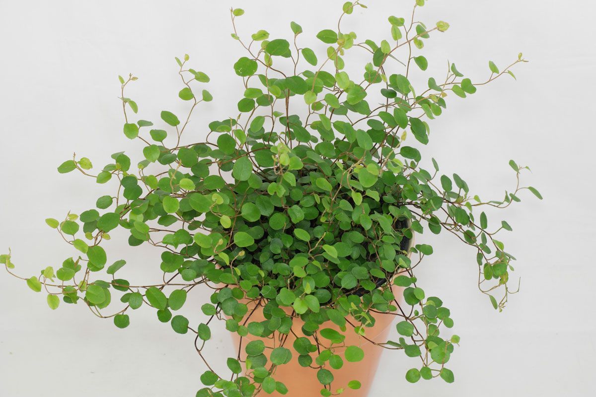 Muehlenbeckia Complexa