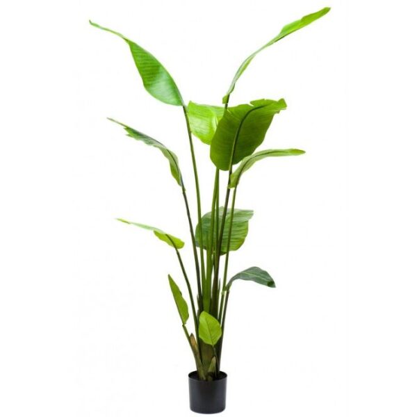 Sterlitzia