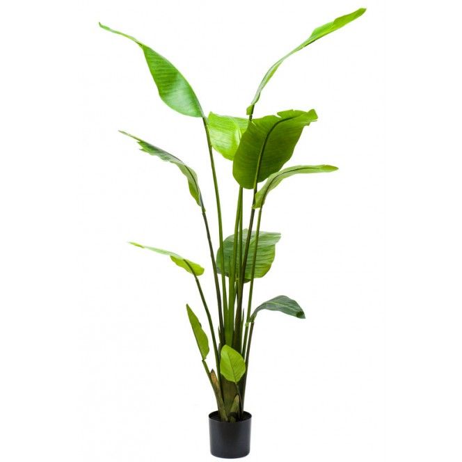 Sterlitzia
