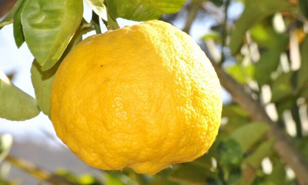 Cedro "Citrus medica"