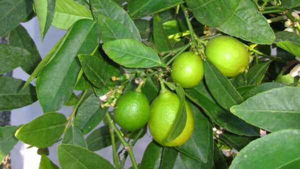 Lime