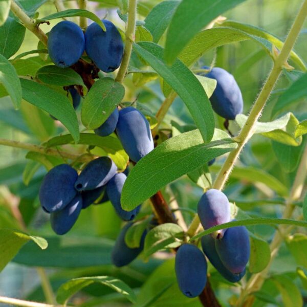 Mirtillo Siberiano "Lonicera Kamtschatica"