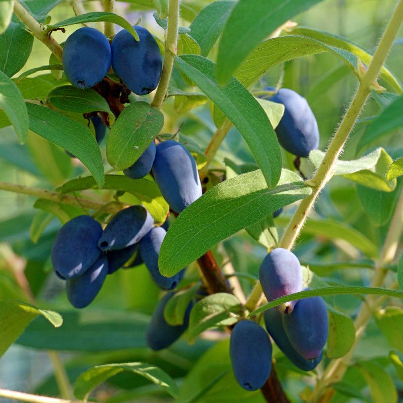 Mirtillo Siberiano "Lonicera Kamtschatica"