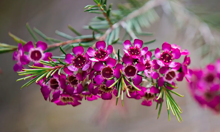 Chamelaucium uncinatum