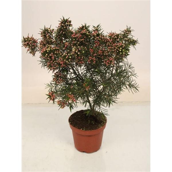 Myrsine africana