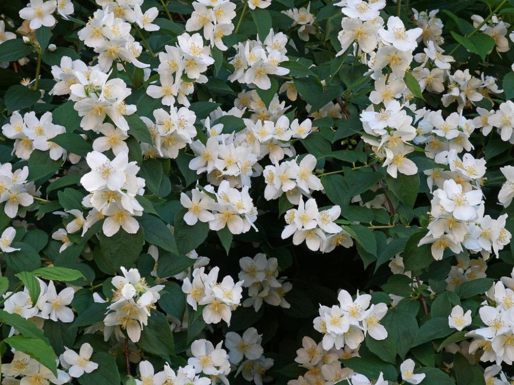 Philadelphus coronarius - "Filadelfo"