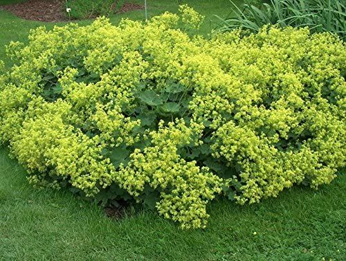 Alchemilla Mollis