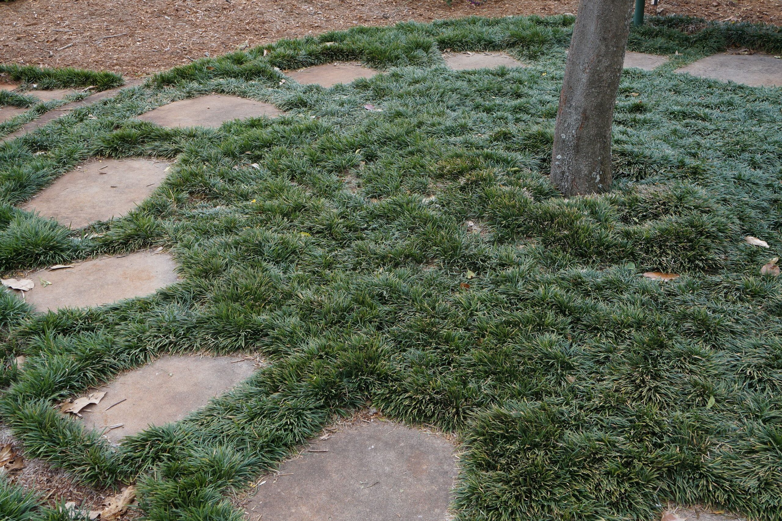 Ophiopogon Japonicus Convallaria - "Convallaria japonica"
