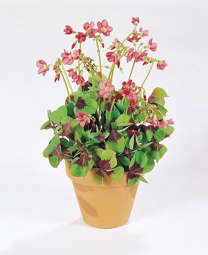 Oxalis Deppei
