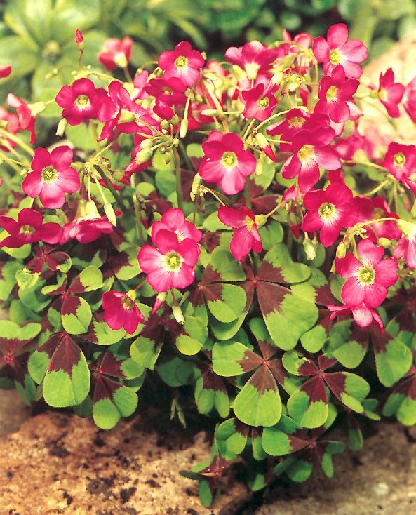 Oxalis Deppei - immagine 2