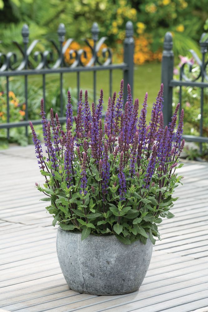 Salvia Nemorosa
