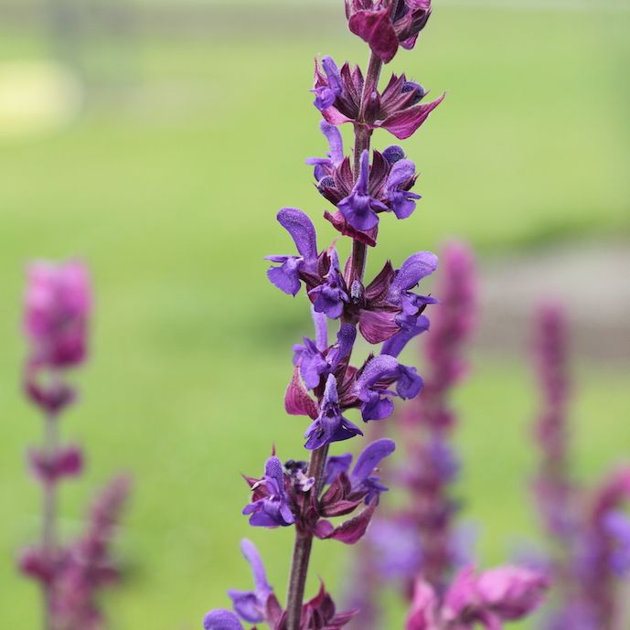 Salvia Nemorosa - immagine 2