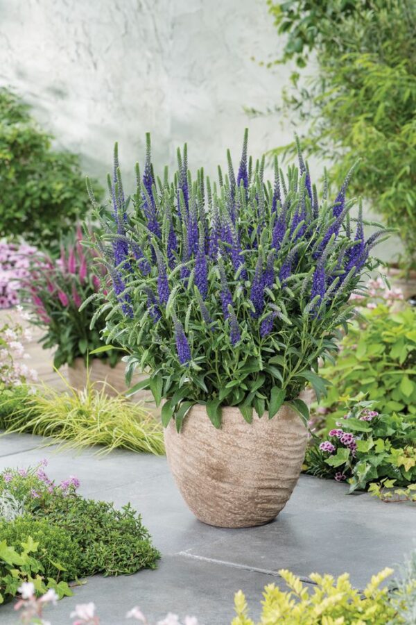 Veronica Spicata 'Incana'