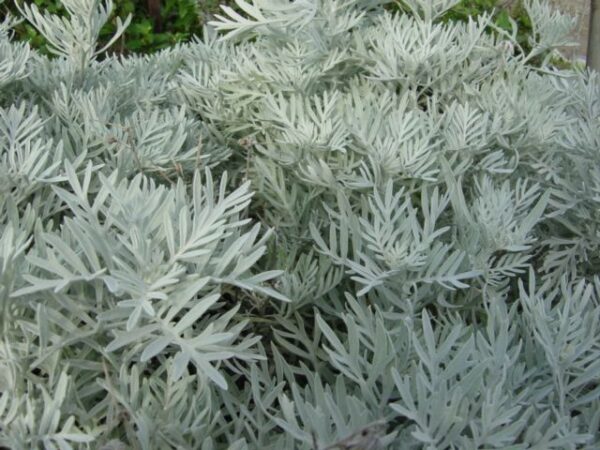 Senecio Cineraria - "Cineraria marittima"
