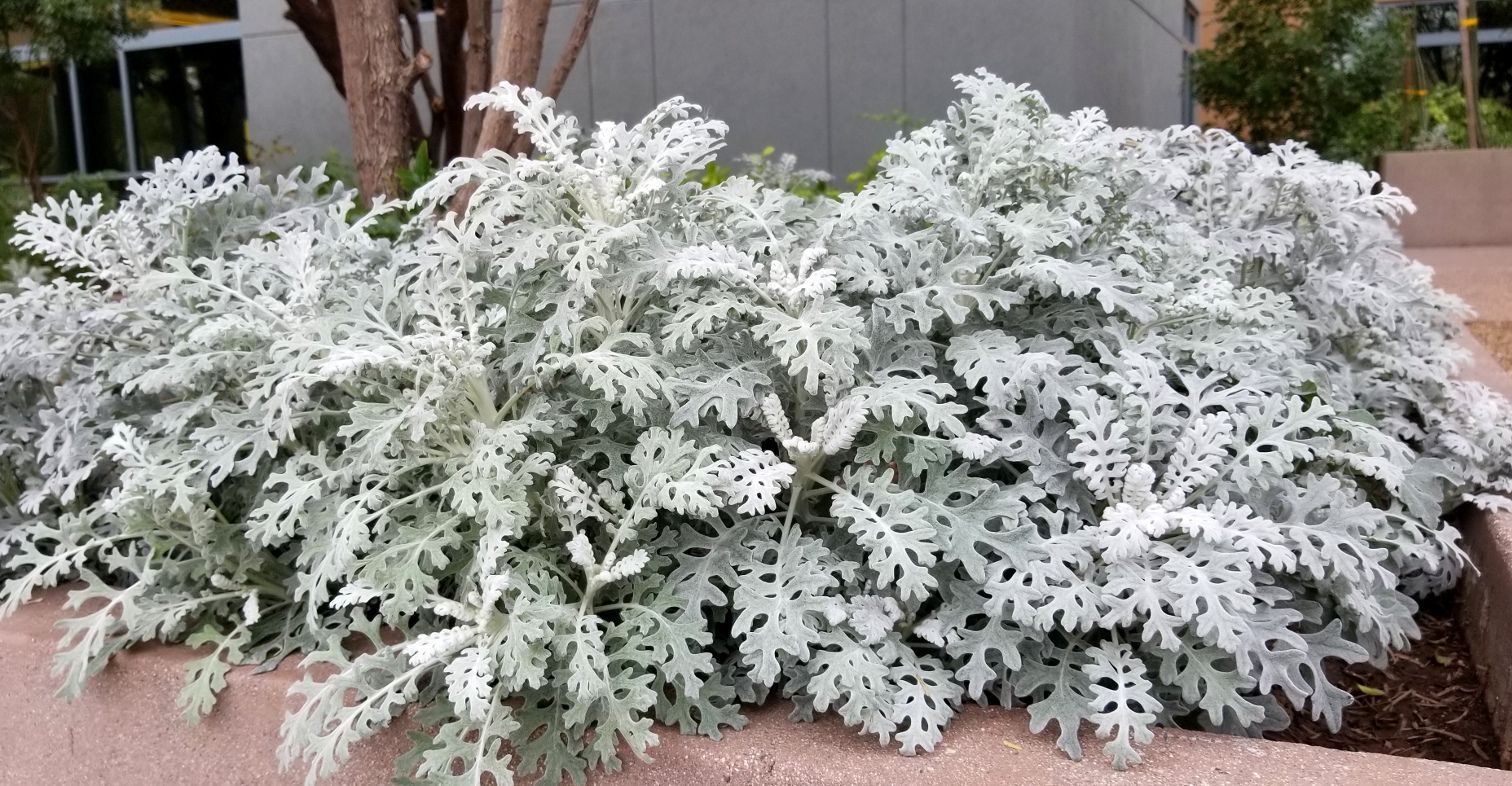 Senecio Cineraria - "Cineraria marittima" - immagine 2