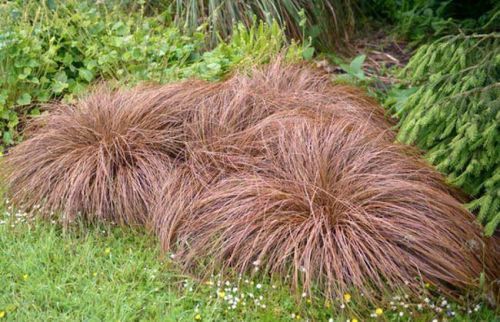 Carex Flagellifera - "Carice flagellifera"