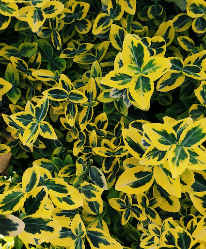 Euonymus japonicus