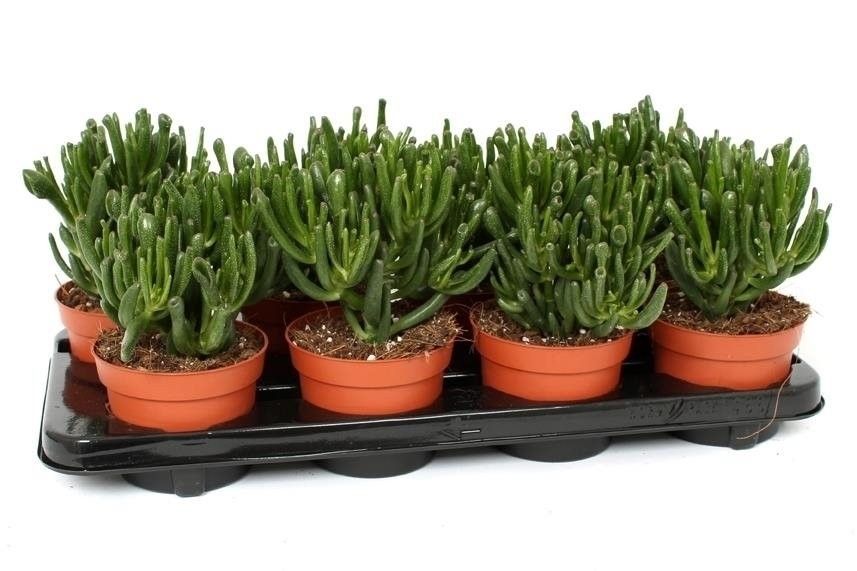 Crassula Hobbit