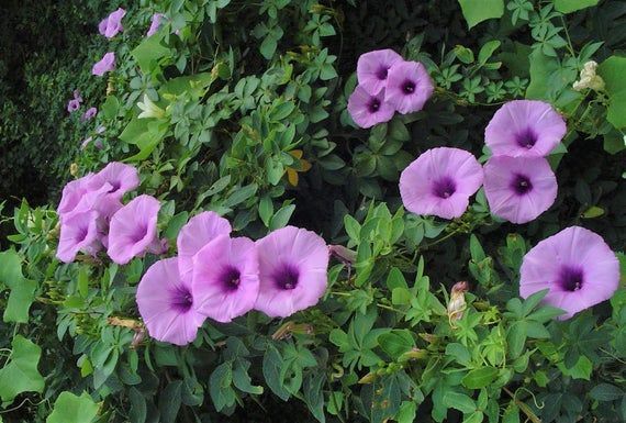 Ipomoea