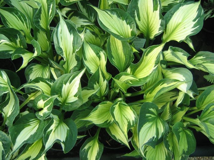 Hosta - immagine 2