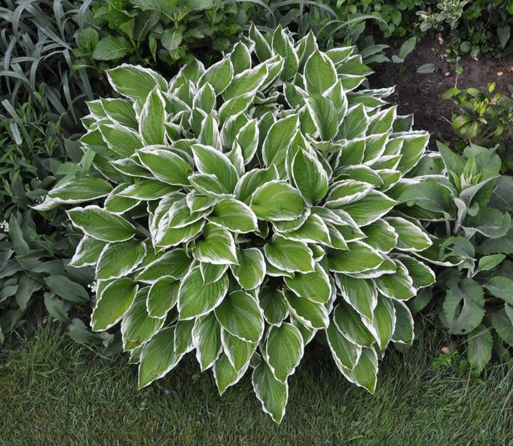 Hosta - immagine 3