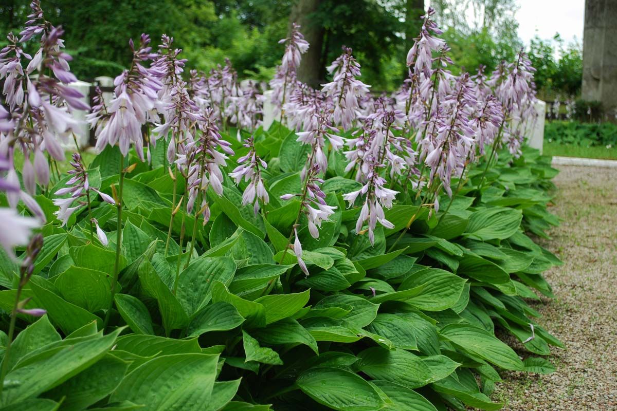 Hosta - immagine 4