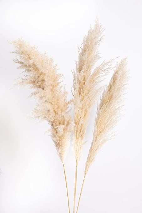 Cortaderia Selloana - "Erba della Pampas"