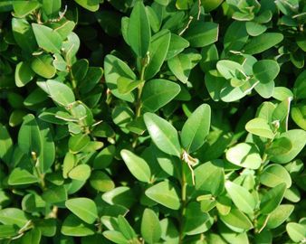 Bosso "Buxus"
