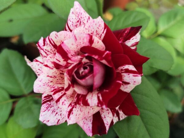 Rosa a cespuglio