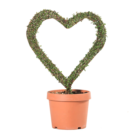 Ligustrum Jonandrum - Cuore arte topiaria