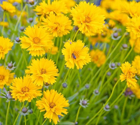 Coreopsis - immagine 3