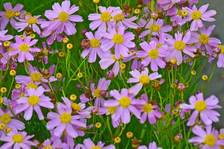 Coreopsis - immagine 4