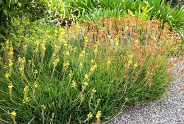 Bulbine frutescens