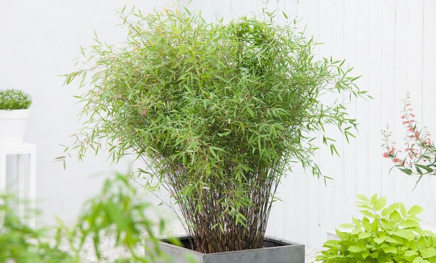 Bamboo Fargesia Rufa