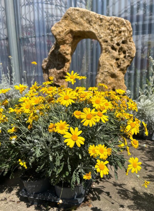 Euryops Pectinatus