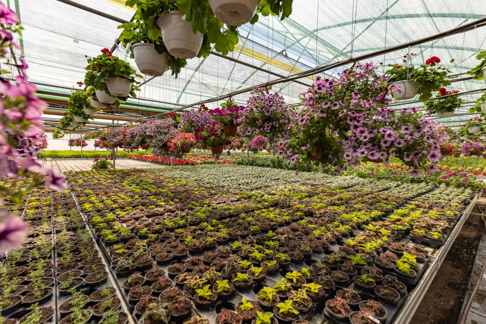 vivai flor plant