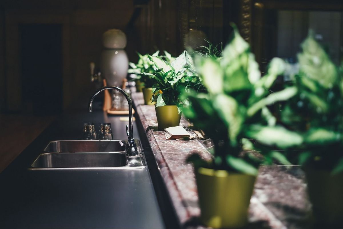 Cura delle piante da interno