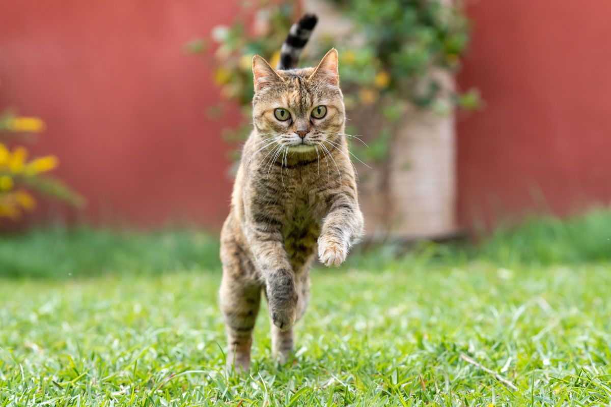 Piante pet friendly: quali scegliere se in casa abbiamo animali domestici