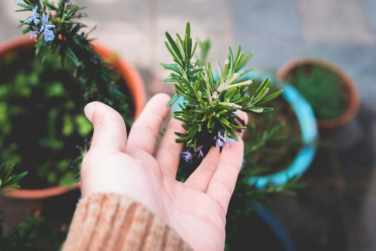 Coltivazione orto sinergico aromatico: arte e sostenibilità