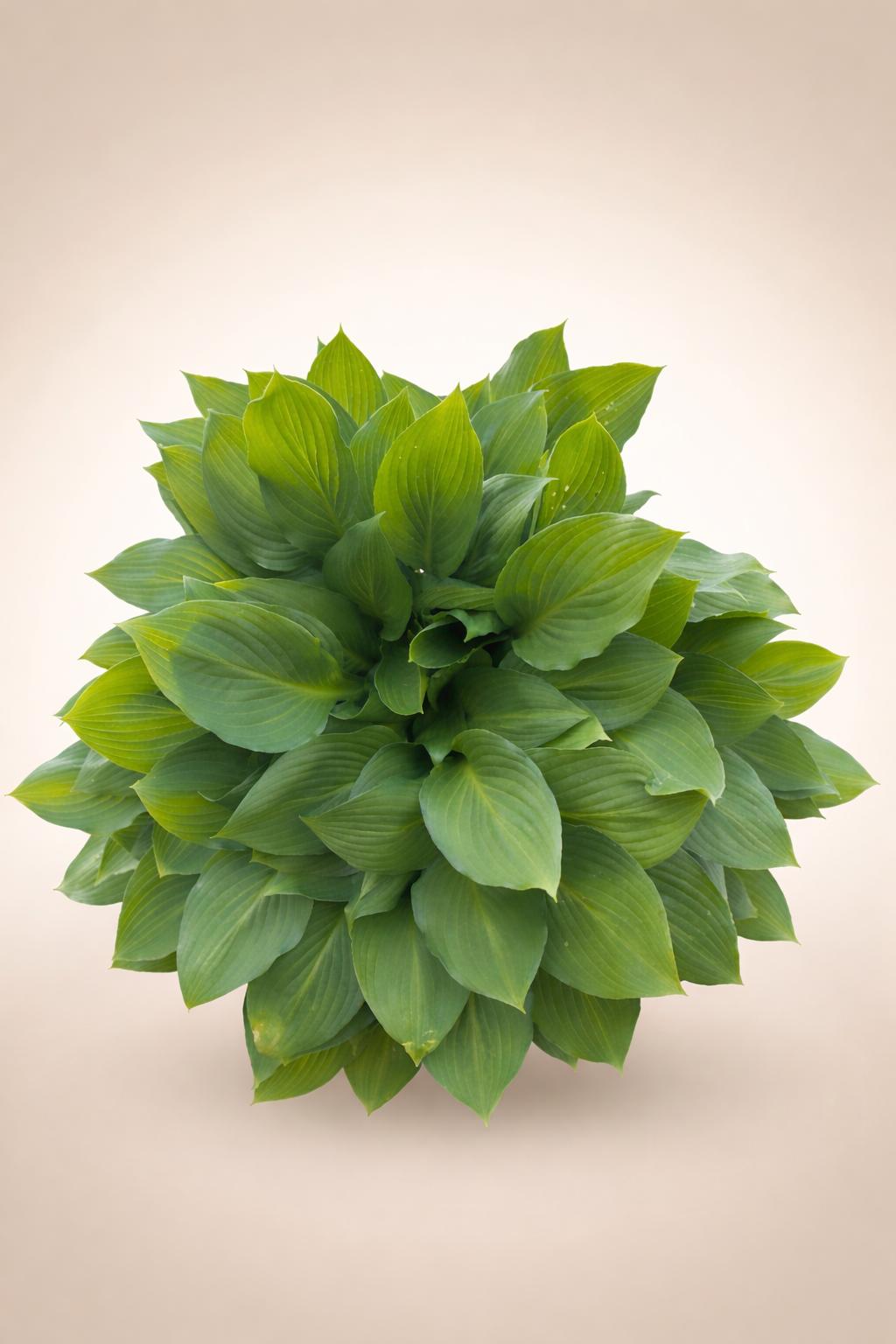 Hosta