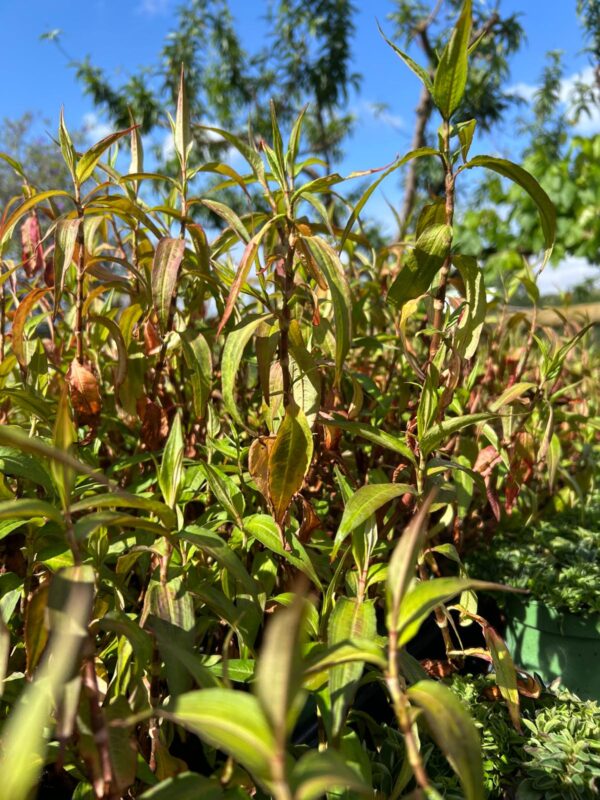 Coriandolo vietnamita - Persicaria odorata