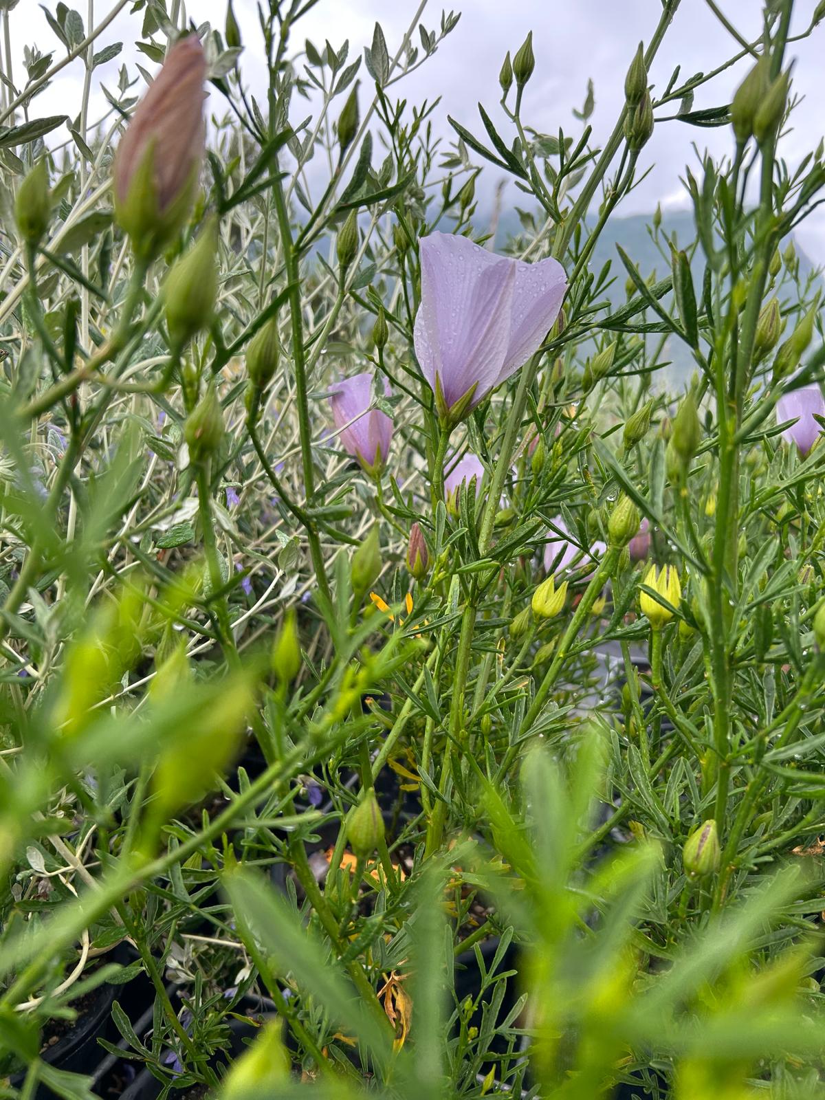 Alyogine Hakeifolia