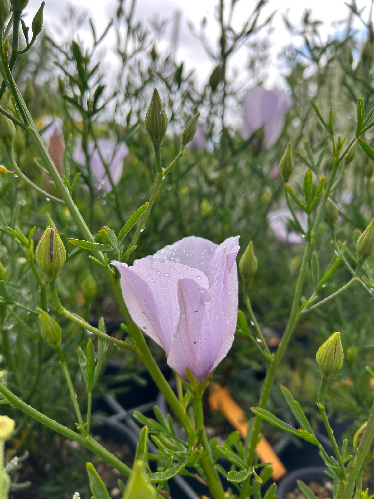 Alyogine hakeifolia - Rosa del deserto australiana - immagine 5