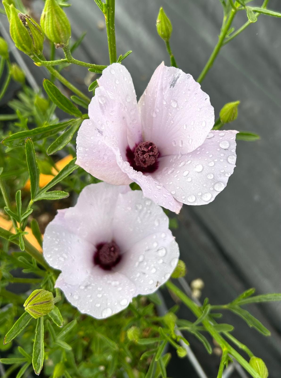 Alyogine hakeifolia - Rosa del deserto australiana
