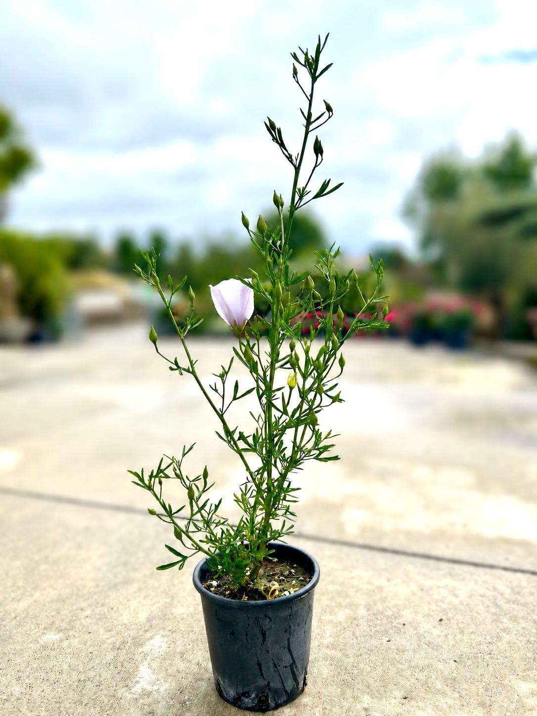 Alyogine hakeifolia - Rosa del deserto australiana - immagine 3