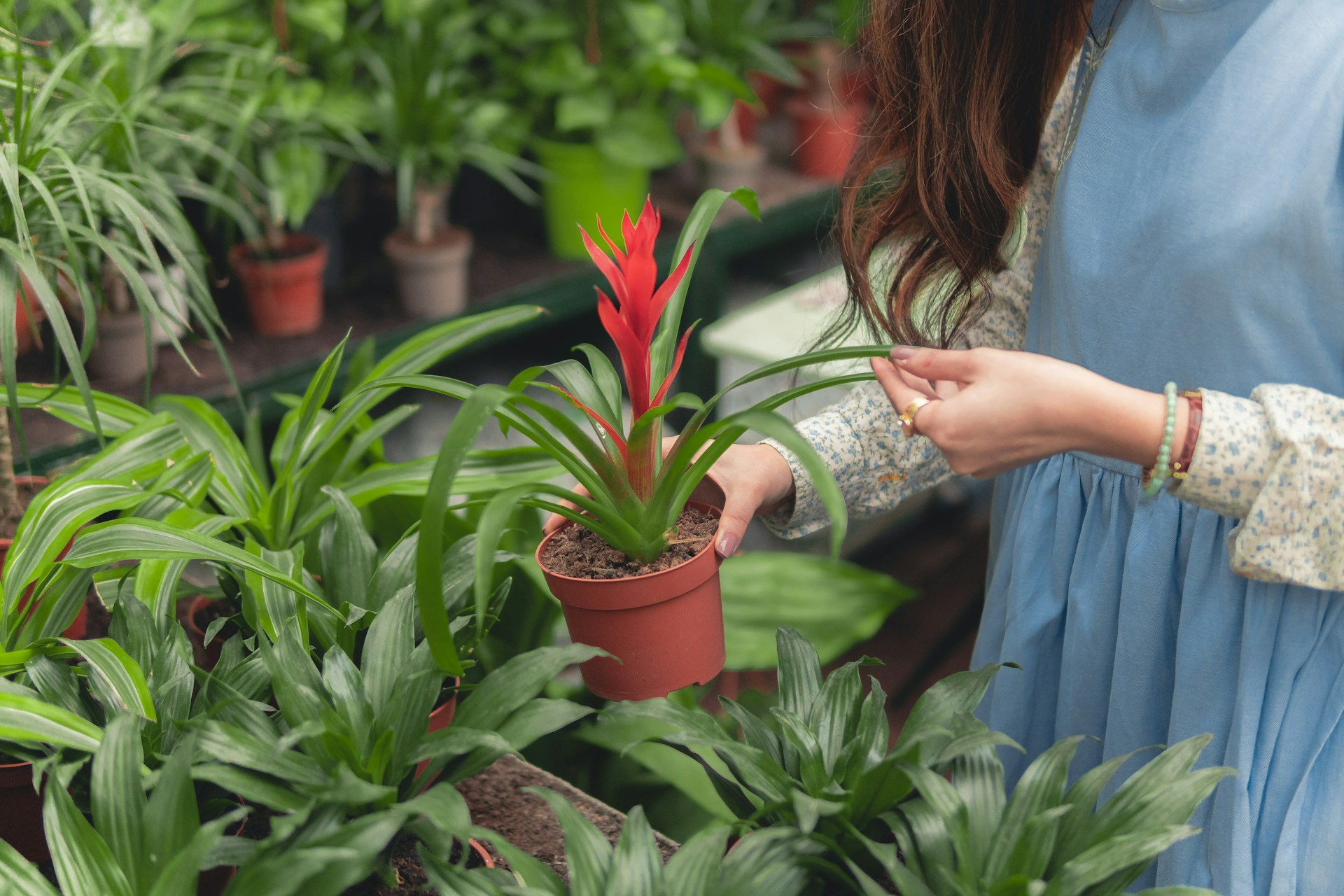 vivai flor plant