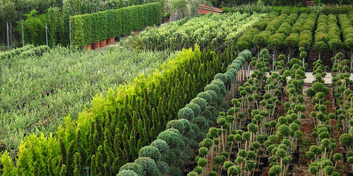 vivai flor plant
